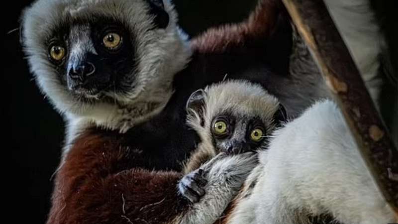 120 грамів чарівності. У Великій Британії народився рідкісний лемур