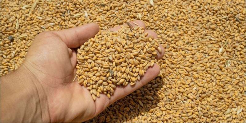 Світові ціни на продовольство вийшли на нові цифри — FAO
